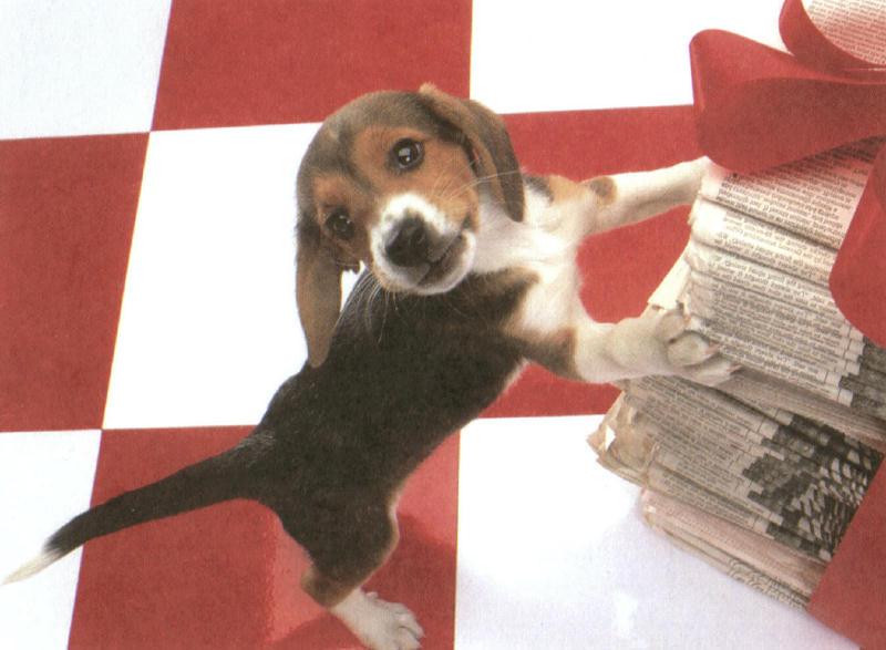 Holiday puppies - dcal001214-beaglepup-800.jpg; DISPLAY FULL IMAGE.