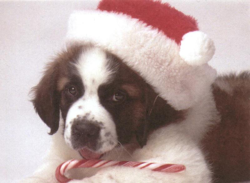 Holiday puppies - dcal001215-stbernardpup-800.jpg; DISPLAY FULL IMAGE.