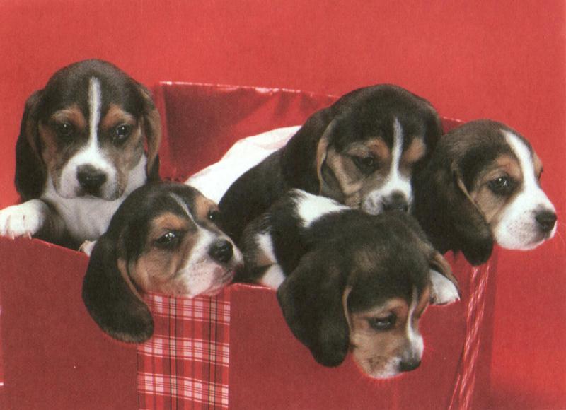 Holiday puppies - dcal001219-beaglepups-800.jpg; DISPLAY FULL IMAGE.