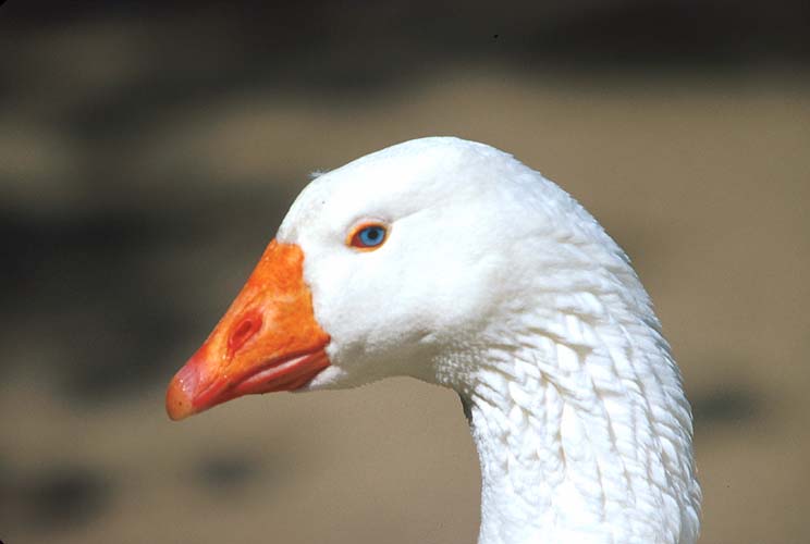 Domestic Geese; Image ONLY