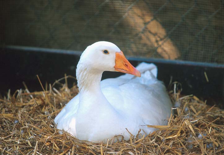 Domestic Geese; Image ONLY