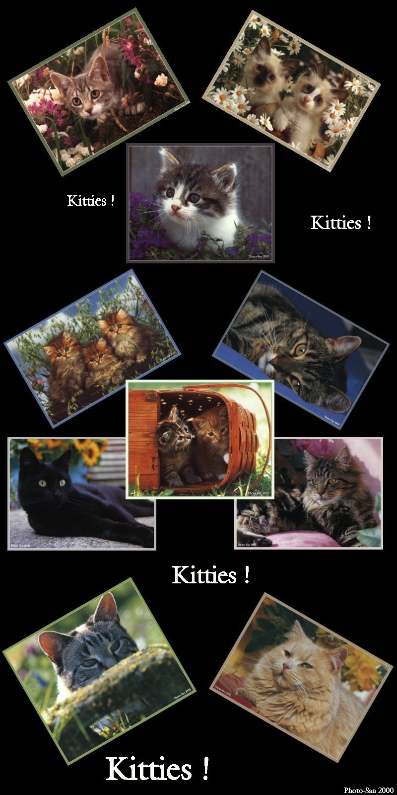 S'more Kitties ( See 003index ) 14 files Total - katscomp.jpg(1/1) 212912 bytes; DISPLAY FULL IMAGE.