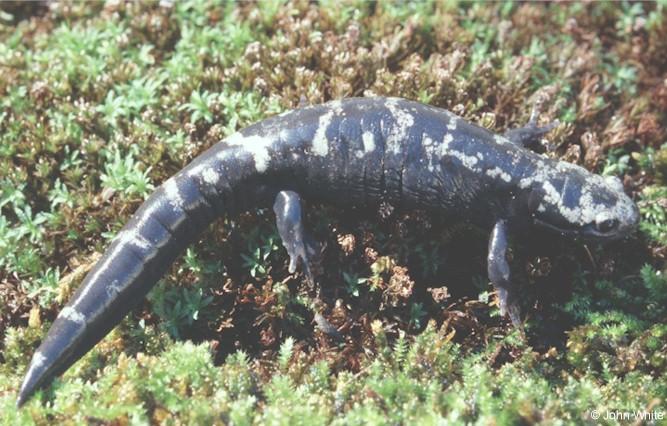 Marbled Salamander (Ambystoma opacum)#2; Image ONLY