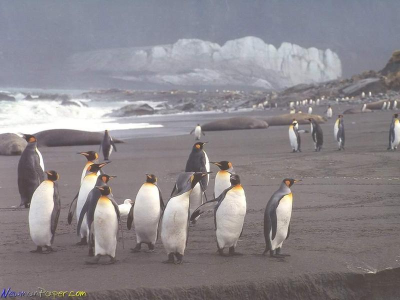 Re: Any pics penguins; DISPLAY FULL IMAGE.