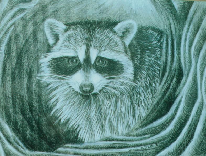 Raccoon Drawing; DISPLAY FULL IMAGE.