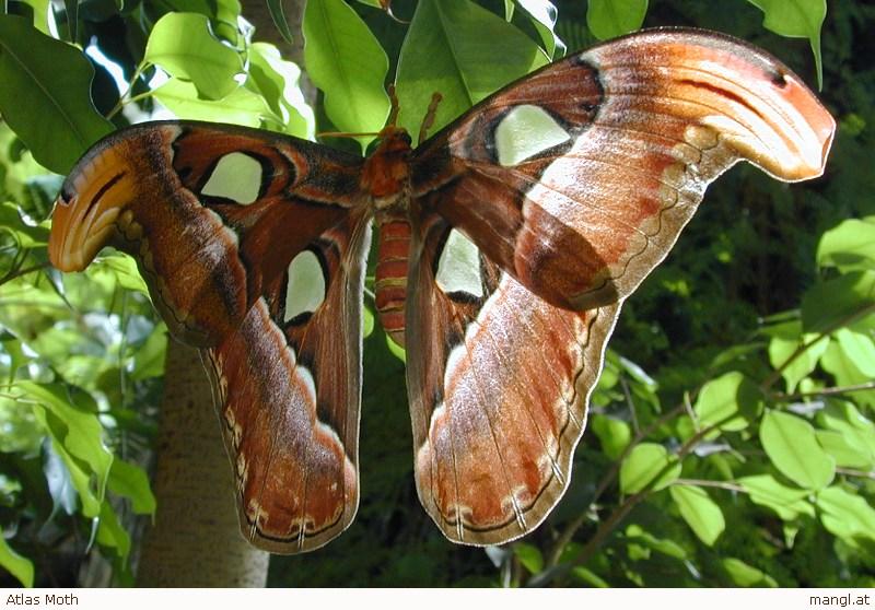 Atlas Moth; DISPLAY FULL IMAGE.