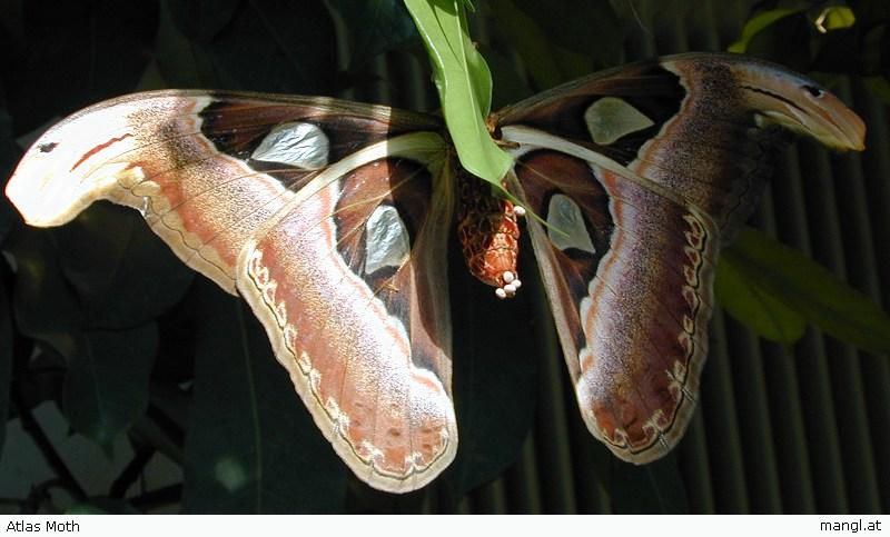 Atlas Moth; DISPLAY FULL IMAGE.