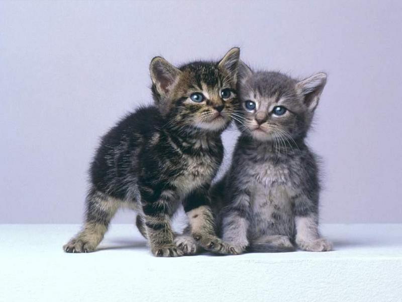 Animals - 1024 - 2 Kittens.jpg - File 01 of 25 (1/1); DISPLAY FULL IMAGE.