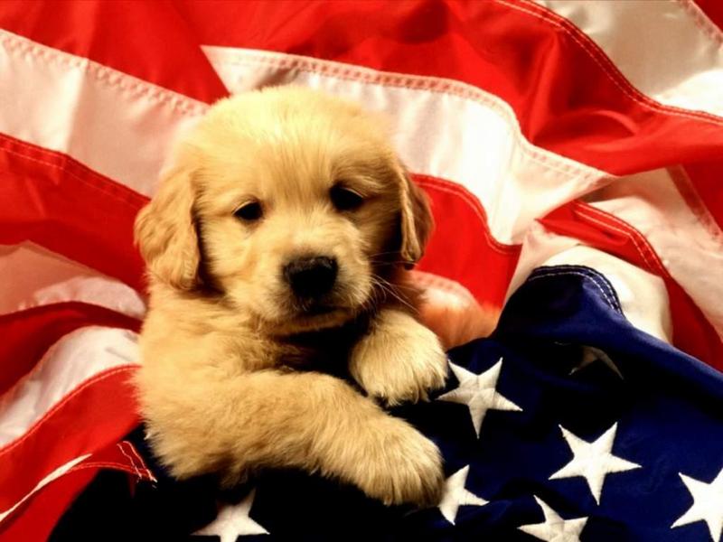 Animals - 1024 - American Puppy.jpg - File 02 of 25 (1/1); DISPLAY FULL IMAGE.