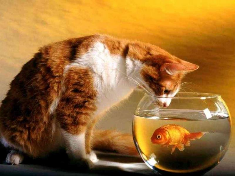 Animals - 1024 - Cat & Fish.jpg - File 05 of 25 (1/1); DISPLAY FULL IMAGE.