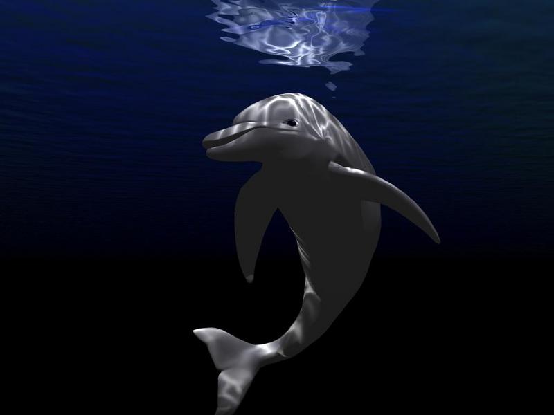 Animals - 1024 - Dolphin.jpg - File 08 of 25 (1/1); DISPLAY FULL IMAGE.