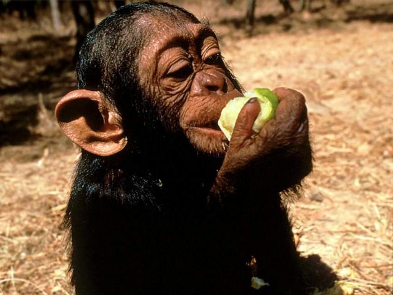 Animals - 1024 - Little Monkey.jpg - File 13 of 25 (1/1); DISPLAY FULL IMAGE.