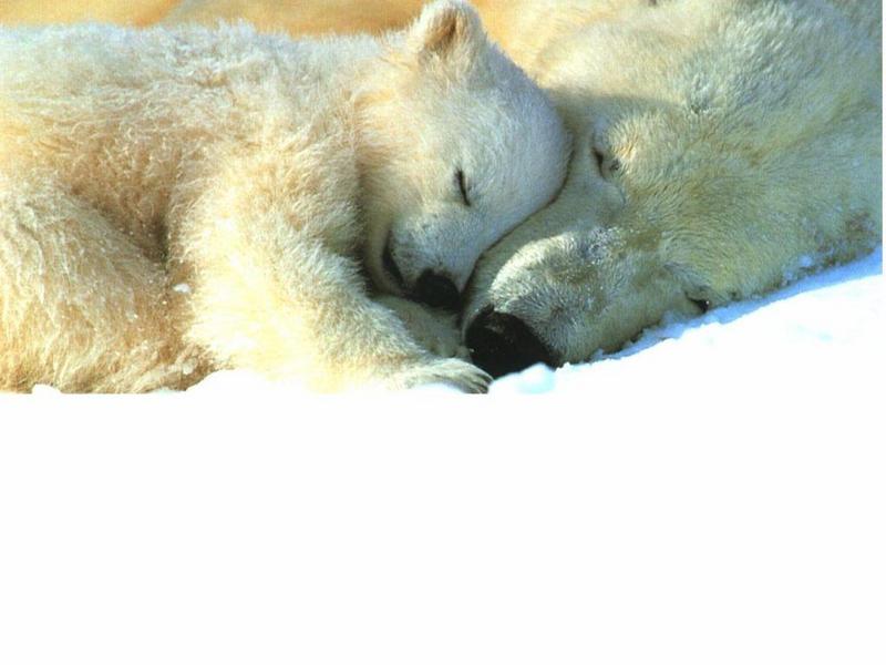Animals - 1024 - Bears Sleeping.jpg - Polar Bears; DISPLAY FULL IMAGE.