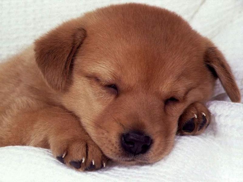 Animals - 1024 - Sleeping Puppy 1.jpg - File 18 of 25 (1/1); DISPLAY FULL IMAGE.