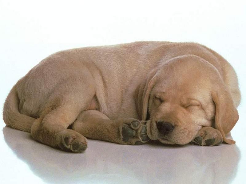 Animals - 1024 - Sleeping Puppy 2.jpg - File 19 of 25 (1/1); DISPLAY FULL IMAGE.