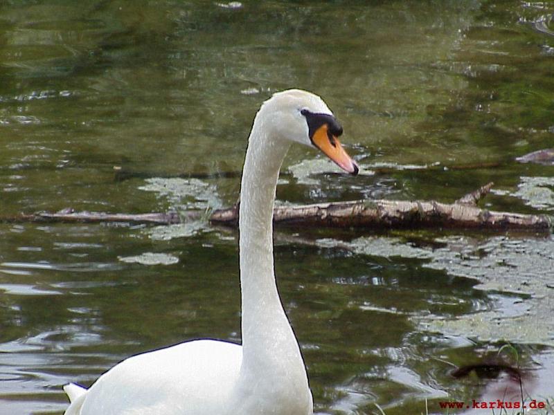 Mute Swan; DISPLAY FULL IMAGE.