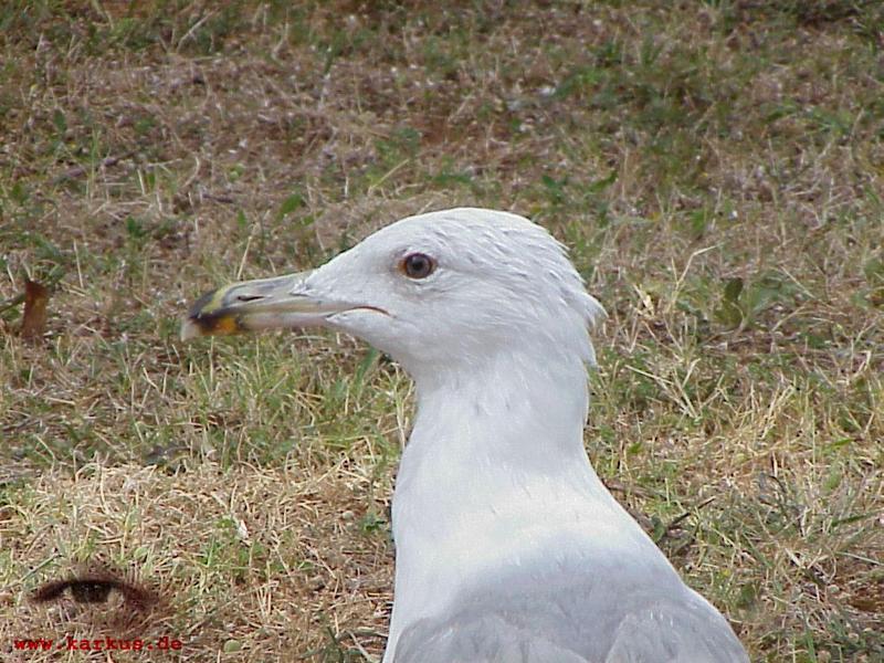 Gull; DISPLAY FULL IMAGE.