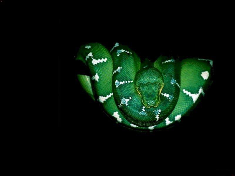 Animals - 800 - Green snake.jpg - File 08 of 11 (1/1); DISPLAY FULL IMAGE.