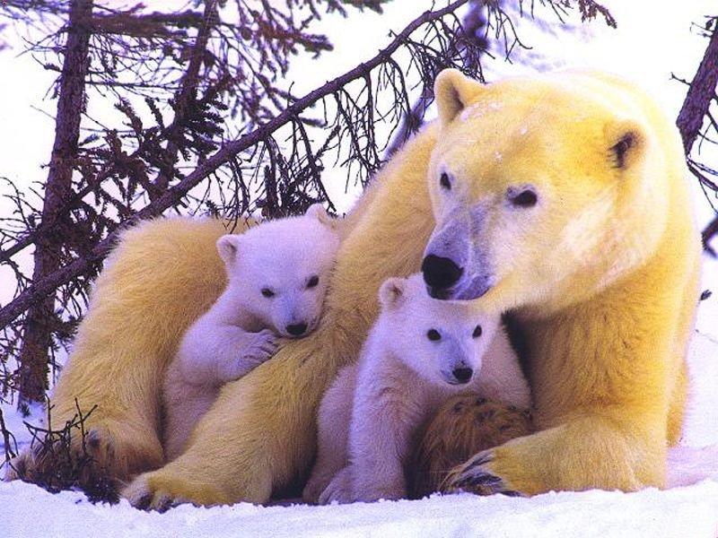 Animals - 800 - Bear.jpg - Polar Bear and cubs; DISPLAY FULL IMAGE.