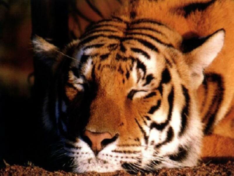 Animals - 800 - tiger.jpg - File 11 of 11 (1/1); DISPLAY FULL IMAGE.