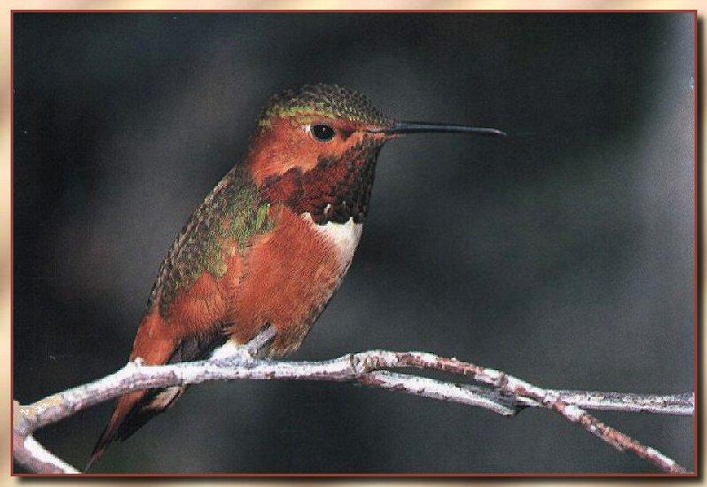 Hummingbird - Male Allen's Hummingbird; DISPLAY FULL IMAGE.