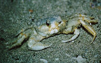 Ghost Crab - Hunting Island, SC - ghost01.jpg; Image ONLY