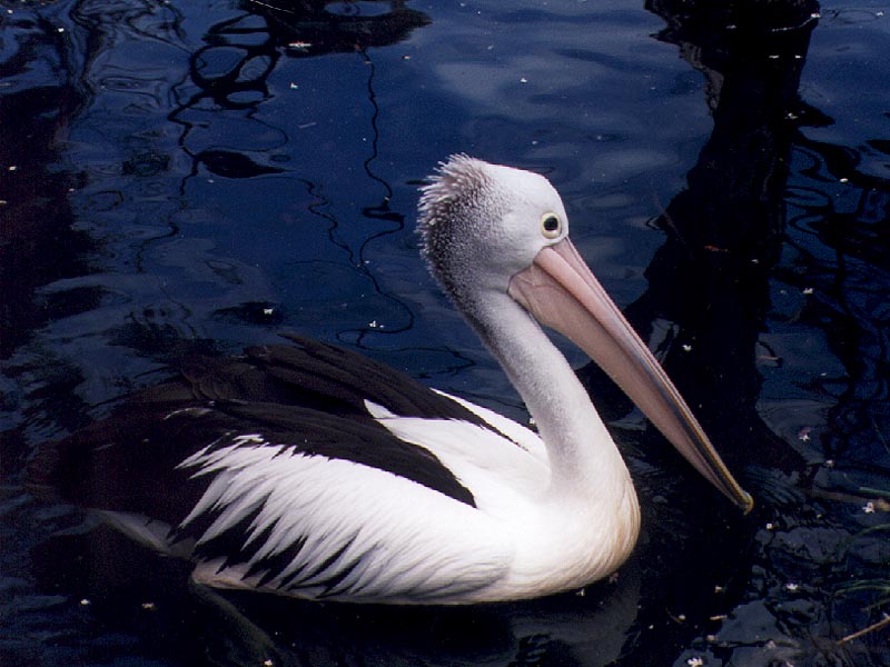 Australian Pelicans breed inland and return to the sea when the young are reared - Pelican04.jpg; DISPLAY FULL IMAGE.
