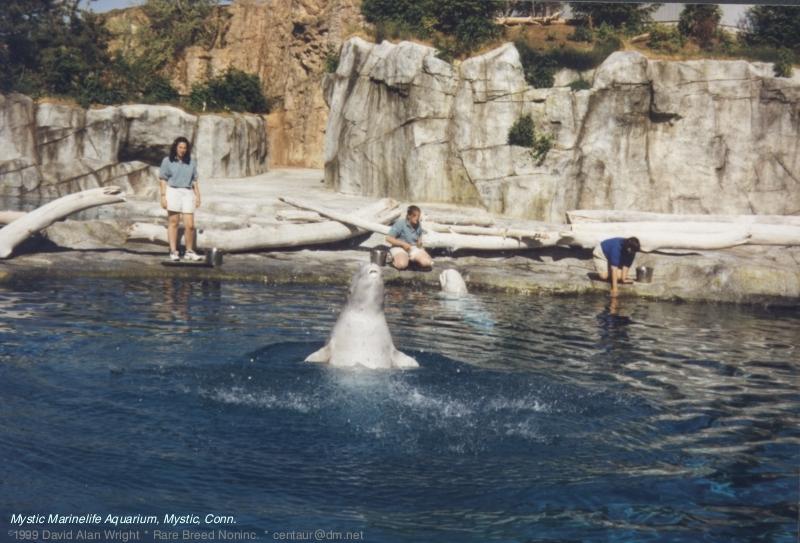 Mystic Marinelife Aquarium: belugas3.jpg - beluga, white whale (Delphinapterus leucas); DISPLAY FULL IMAGE.