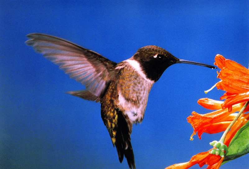 Re: Requested : Hummingbird and butterfly - Black-chinned_01 Hummingbird.jpg; DISPLAY FULL IMAGE.