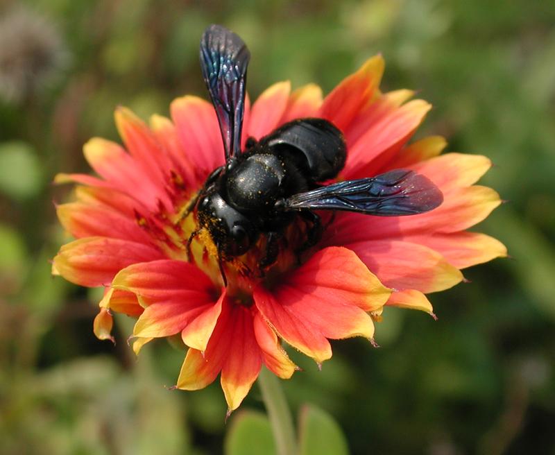 Black Bee; DISPLAY FULL IMAGE.
