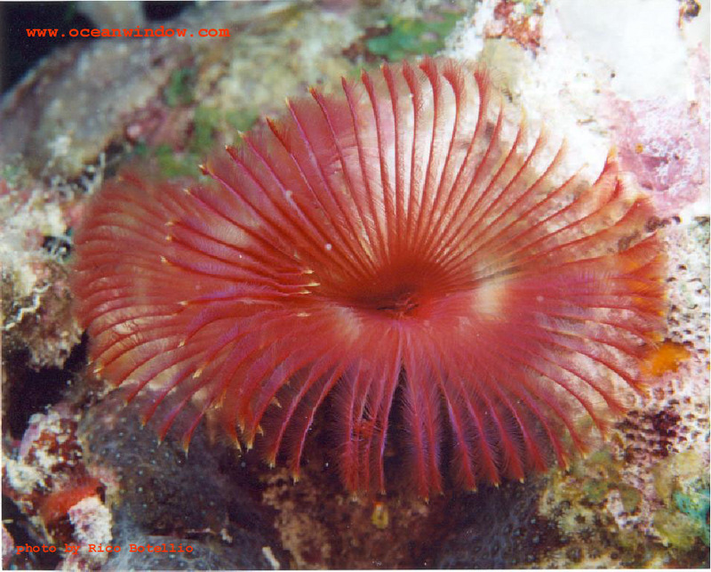 A great soft coral shot from Bonaire; DISPLAY FULL IMAGE.