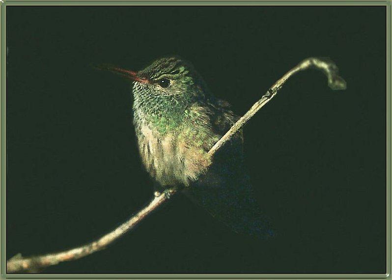 Hummingbird - Buff-bellied; DISPLAY FULL IMAGE.
