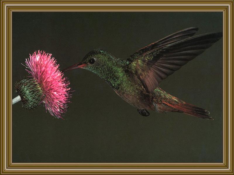 Buff-bellied Hummingbird (4); DISPLAY FULL IMAGE.