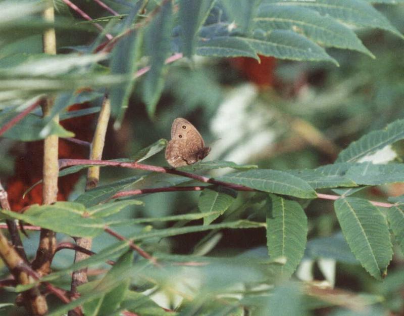 Butterfly; DISPLAY FULL IMAGE.