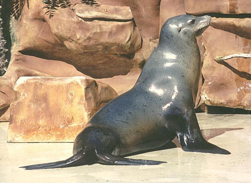 Animal pictures from my trip to California - Sea Lion in Sea World, San Diego; DISPLAY FULL IMAGE.