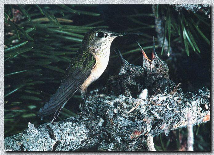 Hummingbird - Calliope; Image ONLY