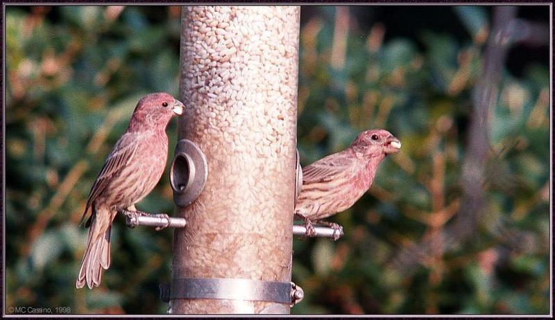 Back Yard Birds -- House Finches; DISPLAY FULL IMAGE.