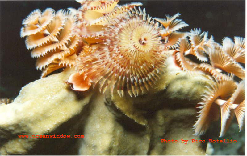 A Christmas Tree Worm shot in Cozumel; DISPLAY FULL IMAGE.