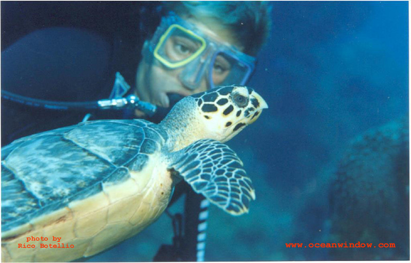 A great photo of turtle and diver in Cozumel; DISPLAY FULL IMAGE.