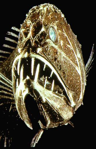 Common Fangtooth - Anoplogaster cornuta - Deepsea-Fangtooth_J01-face_closeup (귀신고기/심해어); Image ONLY