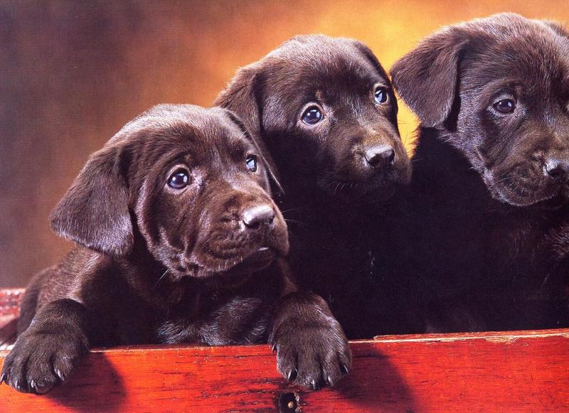 Labradors - dogs2.jpg; DISPLAY FULL IMAGE.