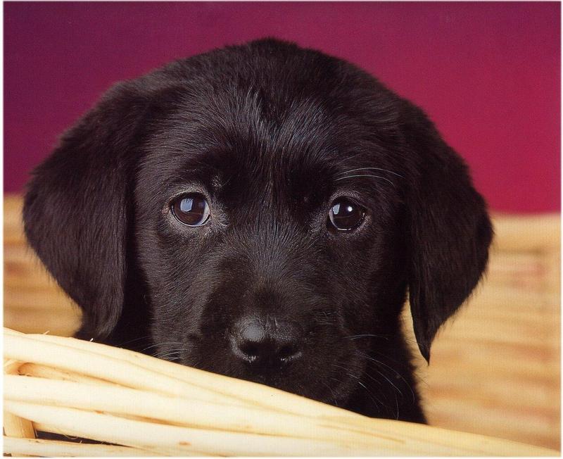 Labrador Retriever - dogs4.jpg; DISPLAY FULL IMAGE.