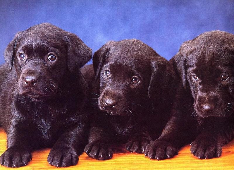 Labradors - first scans_____Picture 09 of 13 - dogs5.jpg; DISPLAY FULL IMAGE.