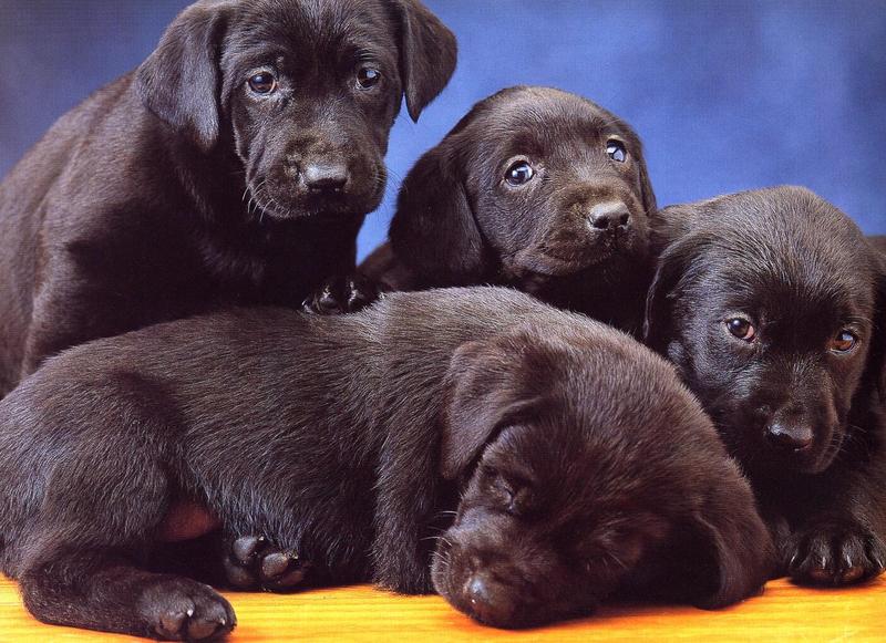 Labrador Retriever - dogs7.jpg; DISPLAY FULL IMAGE.