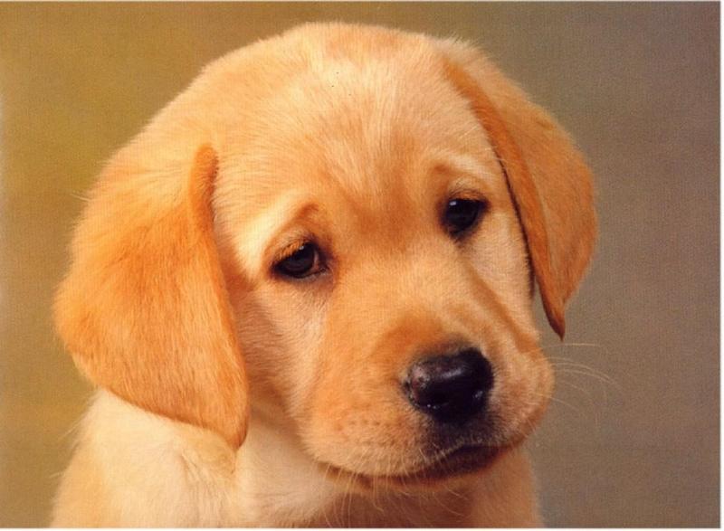 Labradors - first scans_____Picture 12 of 13 - dogs8.jpg; DISPLAY FULL IMAGE.