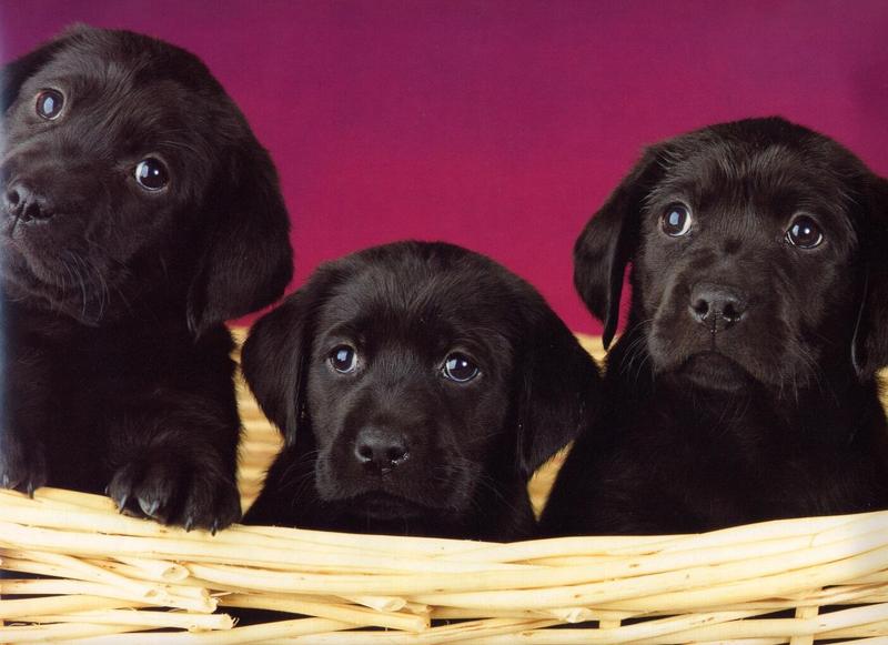 Labradors - dogs10.jpg; DISPLAY FULL IMAGE.