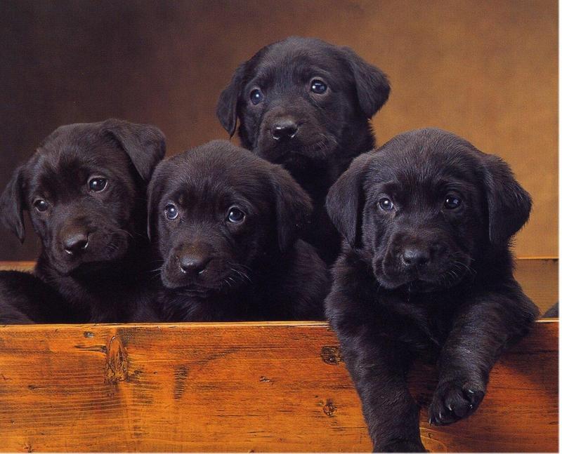 Labradors - dogs12.jpg; DISPLAY FULL IMAGE.