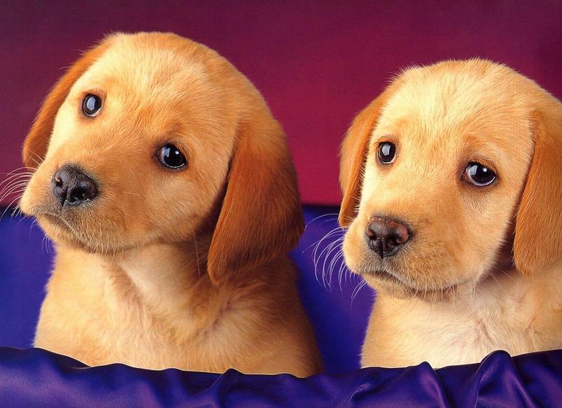 Labradors - dogs13.jpg; DISPLAY FULL IMAGE.