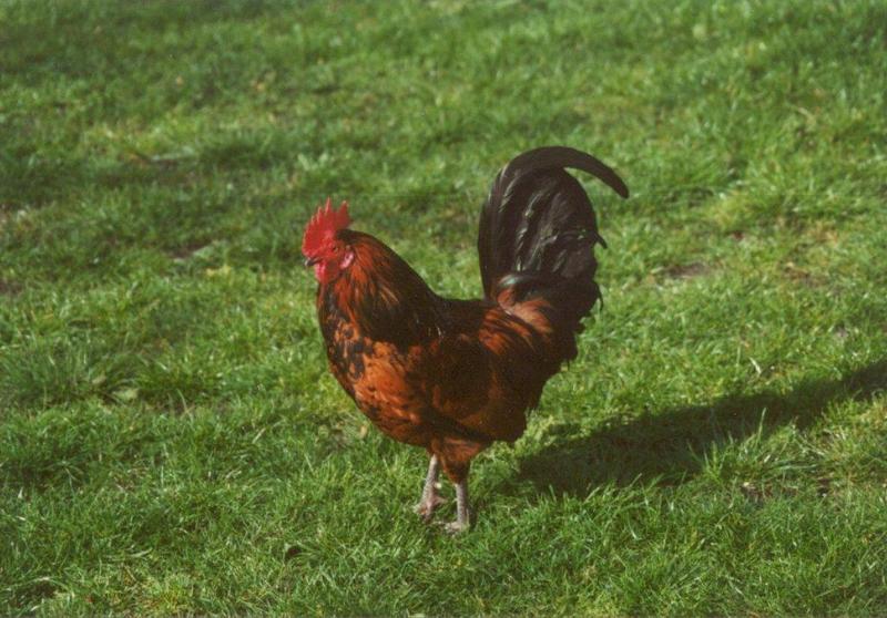 Amstelpark cocks and chickens - cock15.jpg; DISPLAY FULL IMAGE.