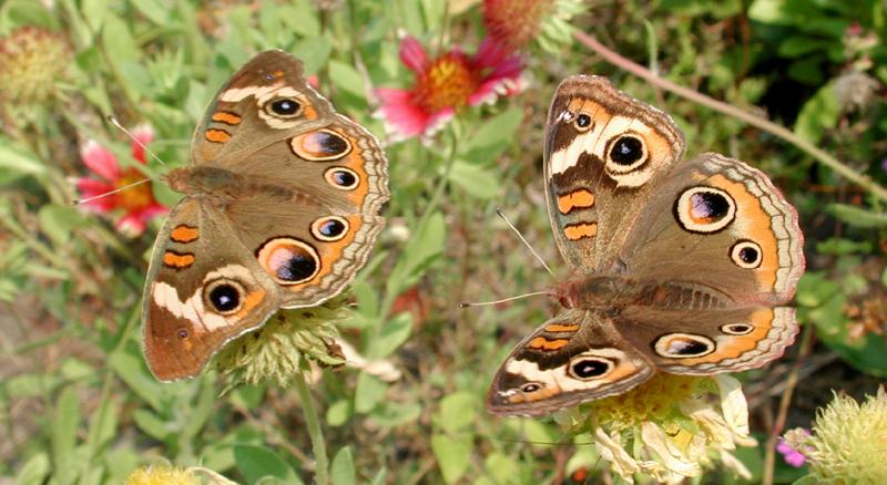 Buckeye Butterfly Mating Pair; DISPLAY FULL IMAGE.